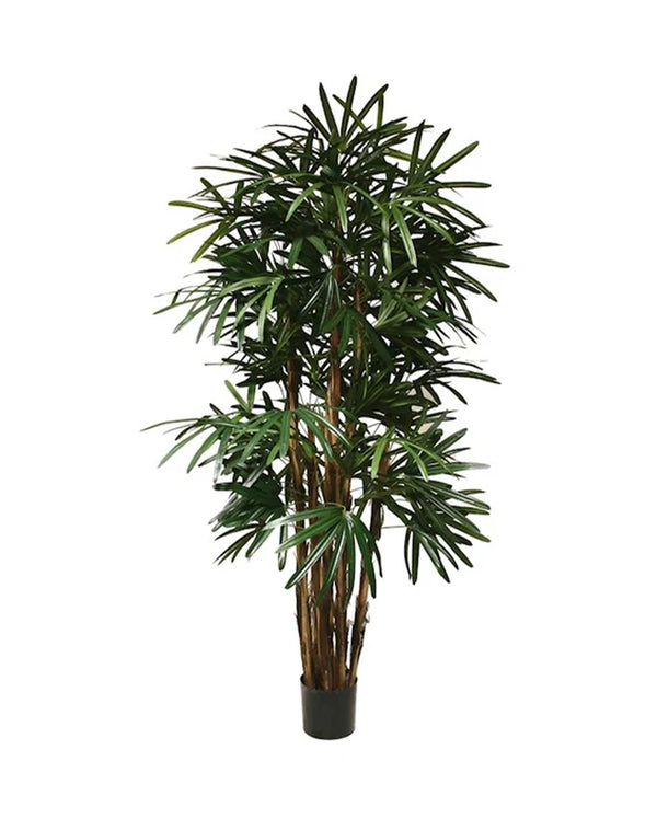P1398 - PTD LADY PALM