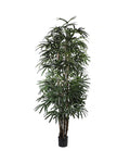 P1398 - PTD LADY PALM