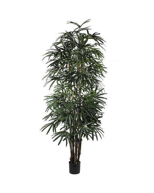 P1398 - PTD LADY PALM