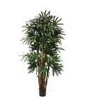 P1398 - PTD LADY PALM