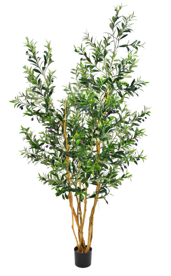 P1405-OLIVE FRUIT TREE W/2668 LVS, 84 FRUIT