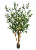 P1406-OLIVE FRUIT TREE W/2496 LVS, 84 FRUIT