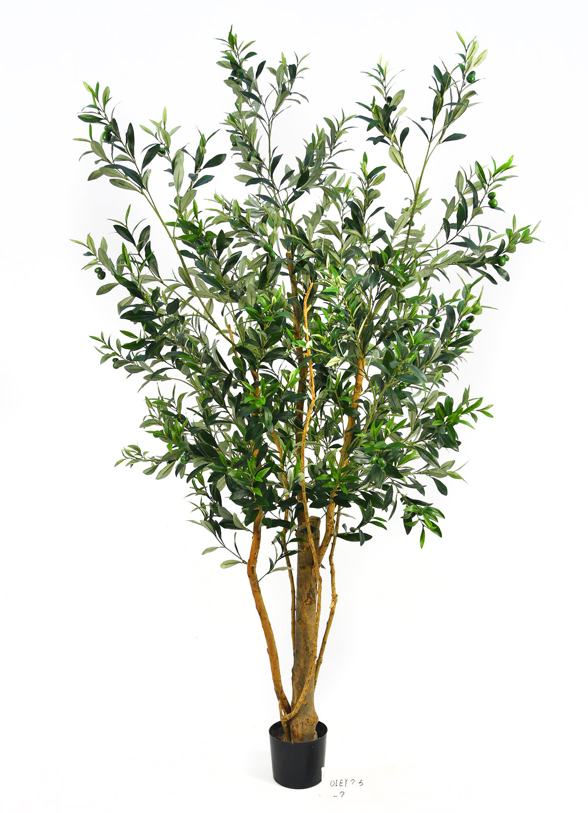 P1406-OLIVE FRUIT TREE W/2496 LVS, 84 FRUIT