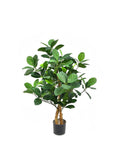 P1420-ARTOCARPUS HETER TREE