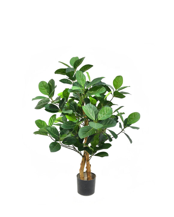 P1420-ARTOCARPUS HETER TREE