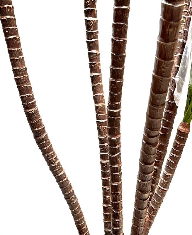 P1421-DRACAENA MARGINATA TREE
