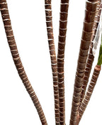 P1421-DRACAENA MARGINATA TREE
