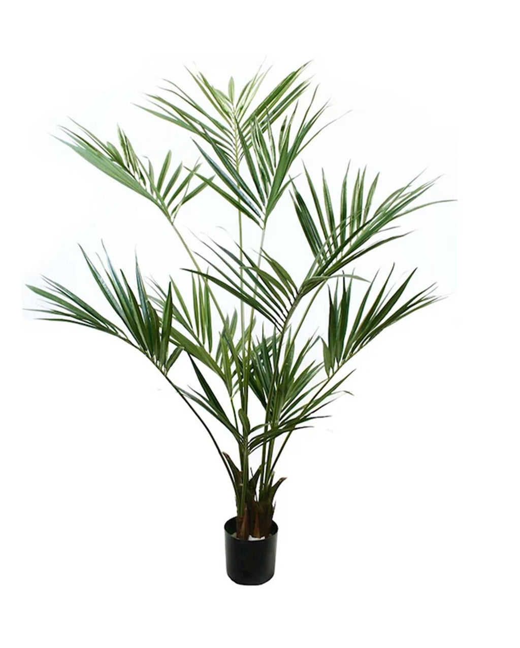 P1422 - PTD KENTIA PALM