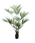 P1422 - PTD KENTIA PALM