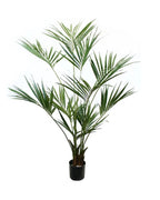 P1422 - PTD KENTIA PALM