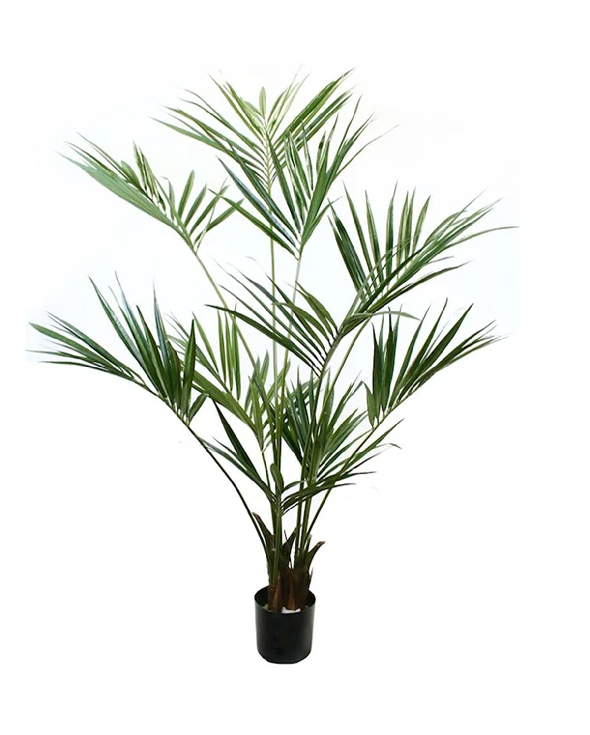 P1422 - PTD KENTIA PALM