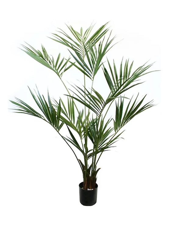 P1422 - PTD KENTIA PALM