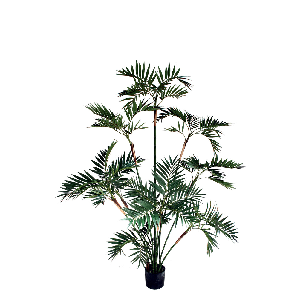 P1423 - BAMBOO PALM