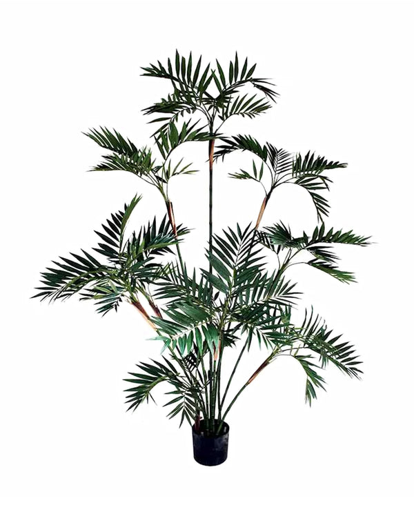 P1423 - BAMBOO PALM