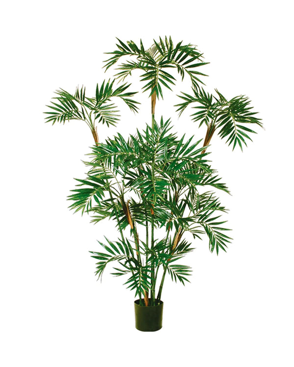 P1423 - BAMBOO PALM