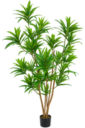 P1424-5  4.75' DRACAENA REFLEXA TREE