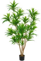 P1424-5  4.75' DRACAENA REFLEXA TREE