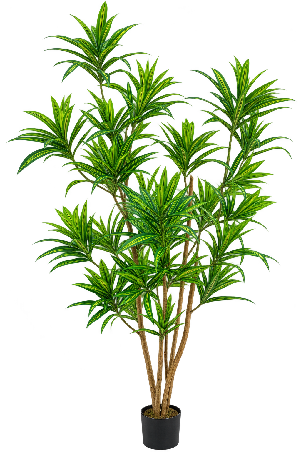 P1424-5  4.75' DRACAENA REFLEXA TREE