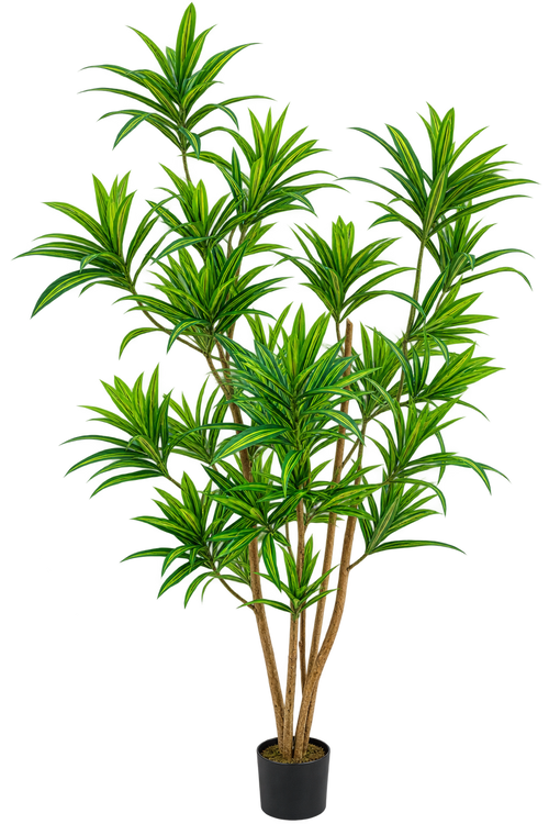 P1424-5  4.75' DRACAENA REFLEXA TREE