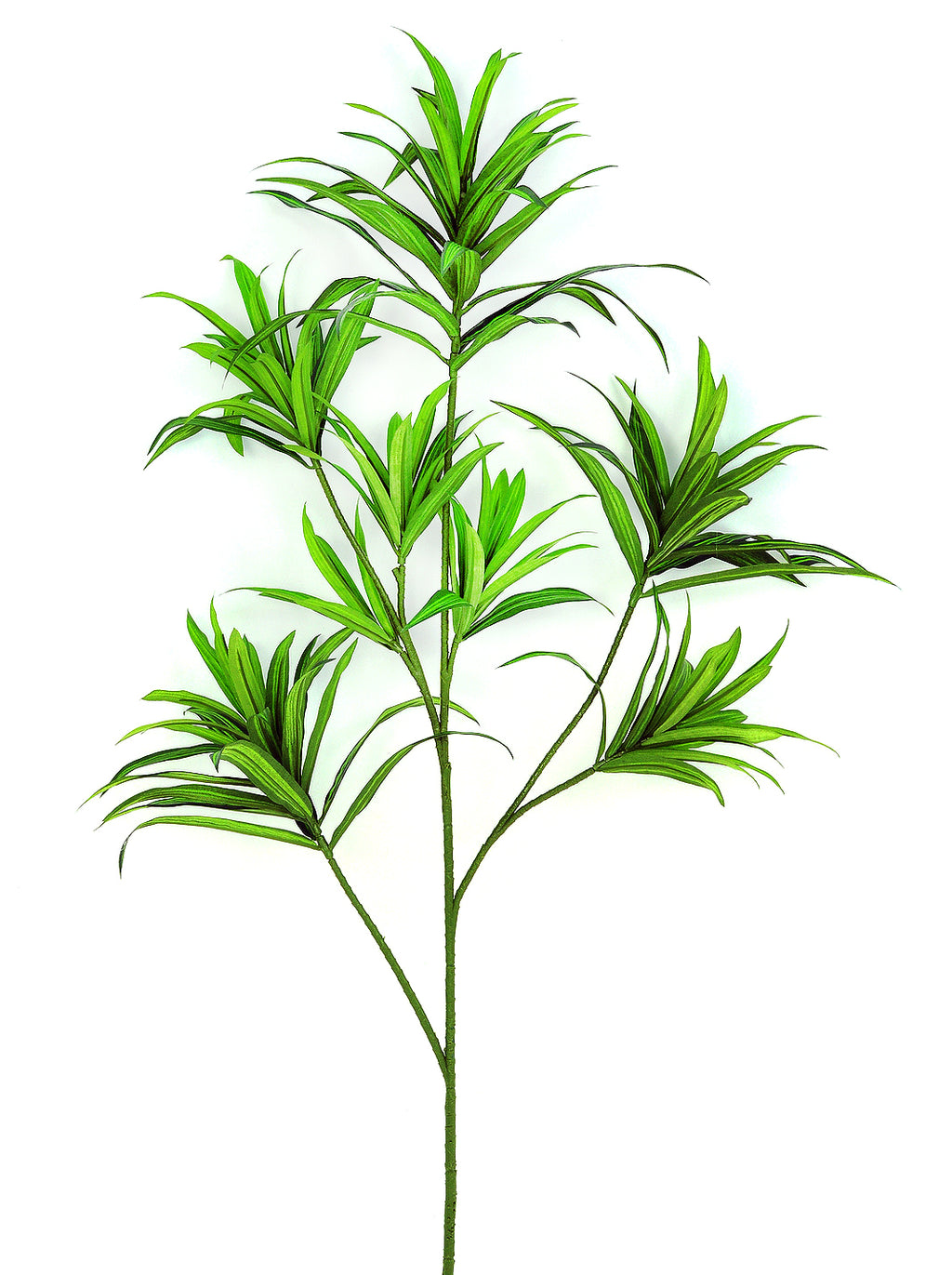 P1424-5  4.75' DRACAENA REFLEXA TREE