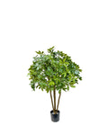 P1433 - BABY SCHEFFLERA TREE