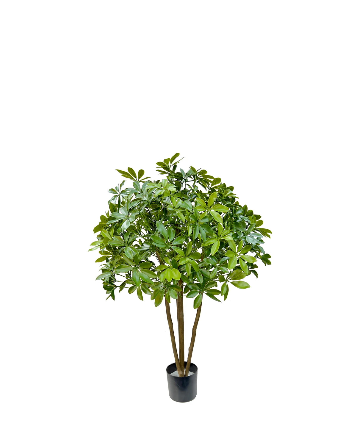 P1433 - BABY SCHEFFLERA TREE