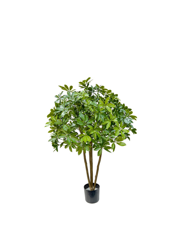 P1433 - BABY SCHEFFLERA TREE