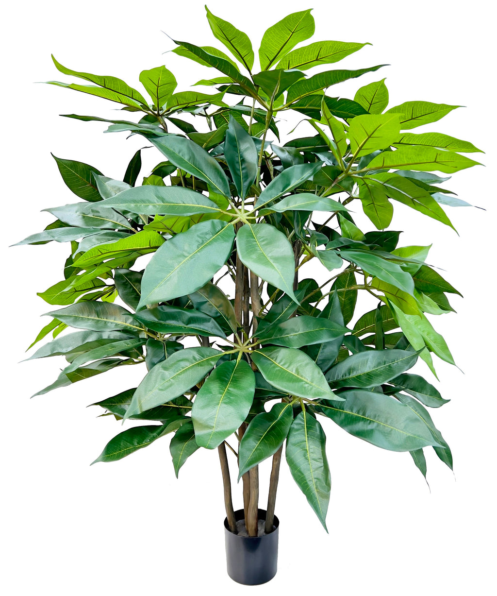 P1435-SCHEFFLERA TREE