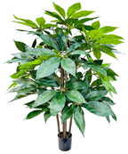 P1435-SCHEFFLERA TREE