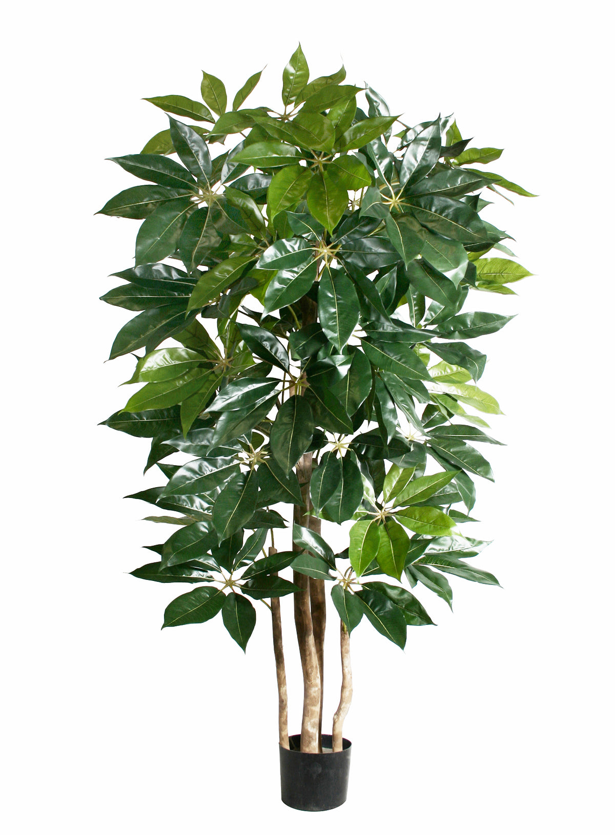 P1436-GIANT SCHEFFLERA TREE