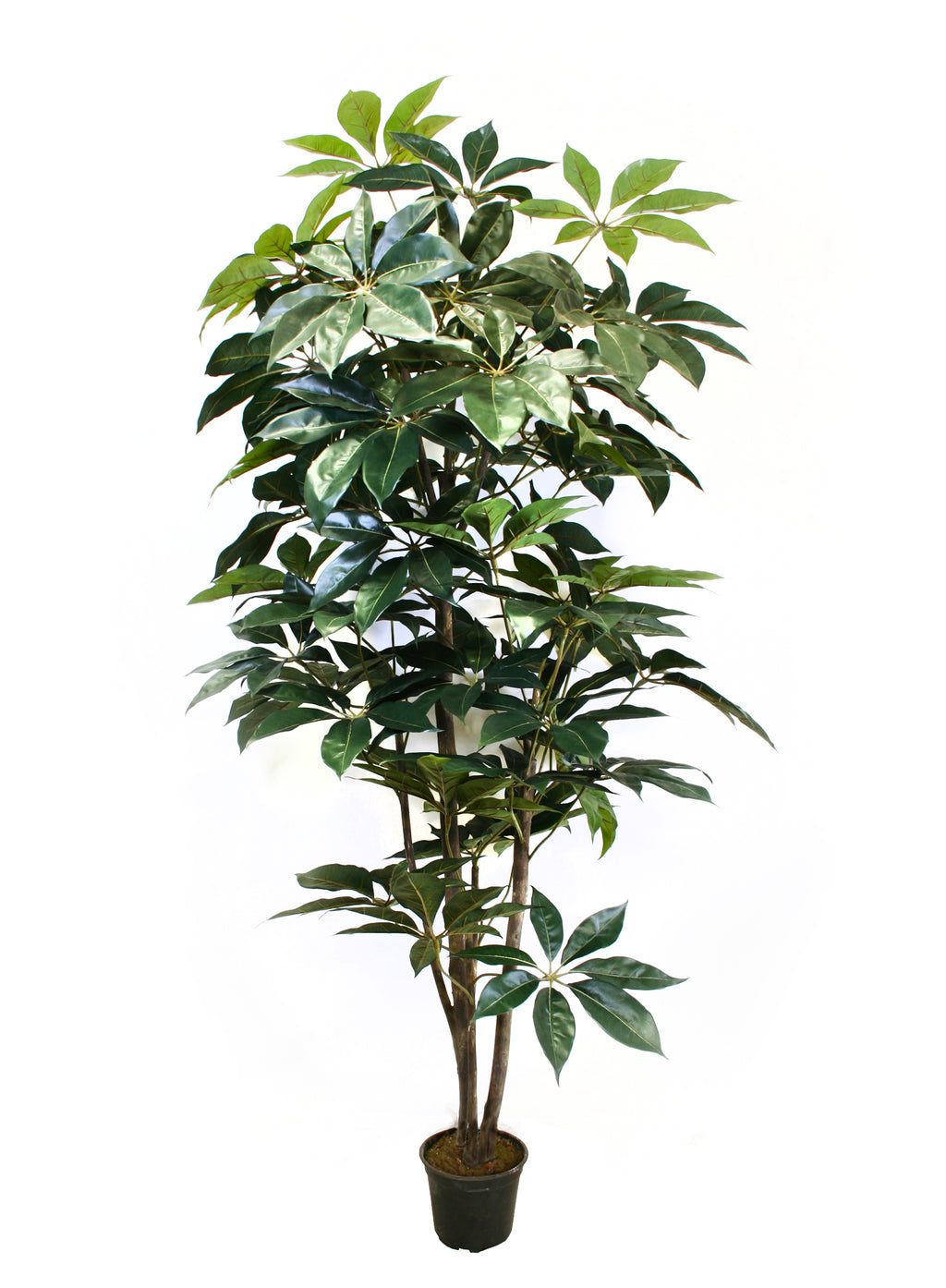 P1436-GIANT SCHEFFLERA TREE