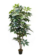 P1436-GIANT SCHEFFLERA TREE
