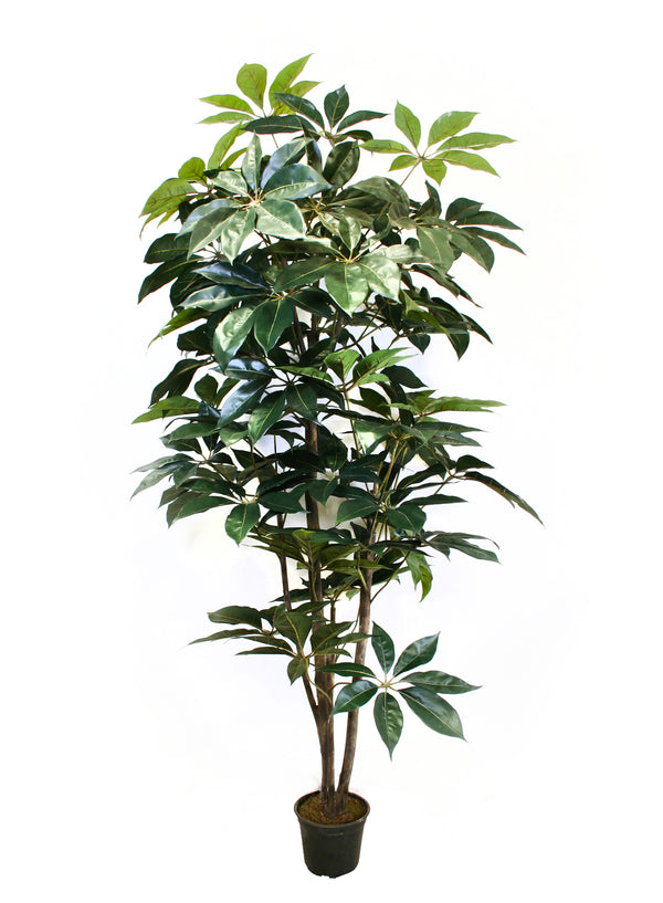P1436-GIANT SCHEFFLERA TREE