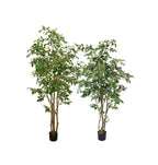 P1477- FICUS TREE
