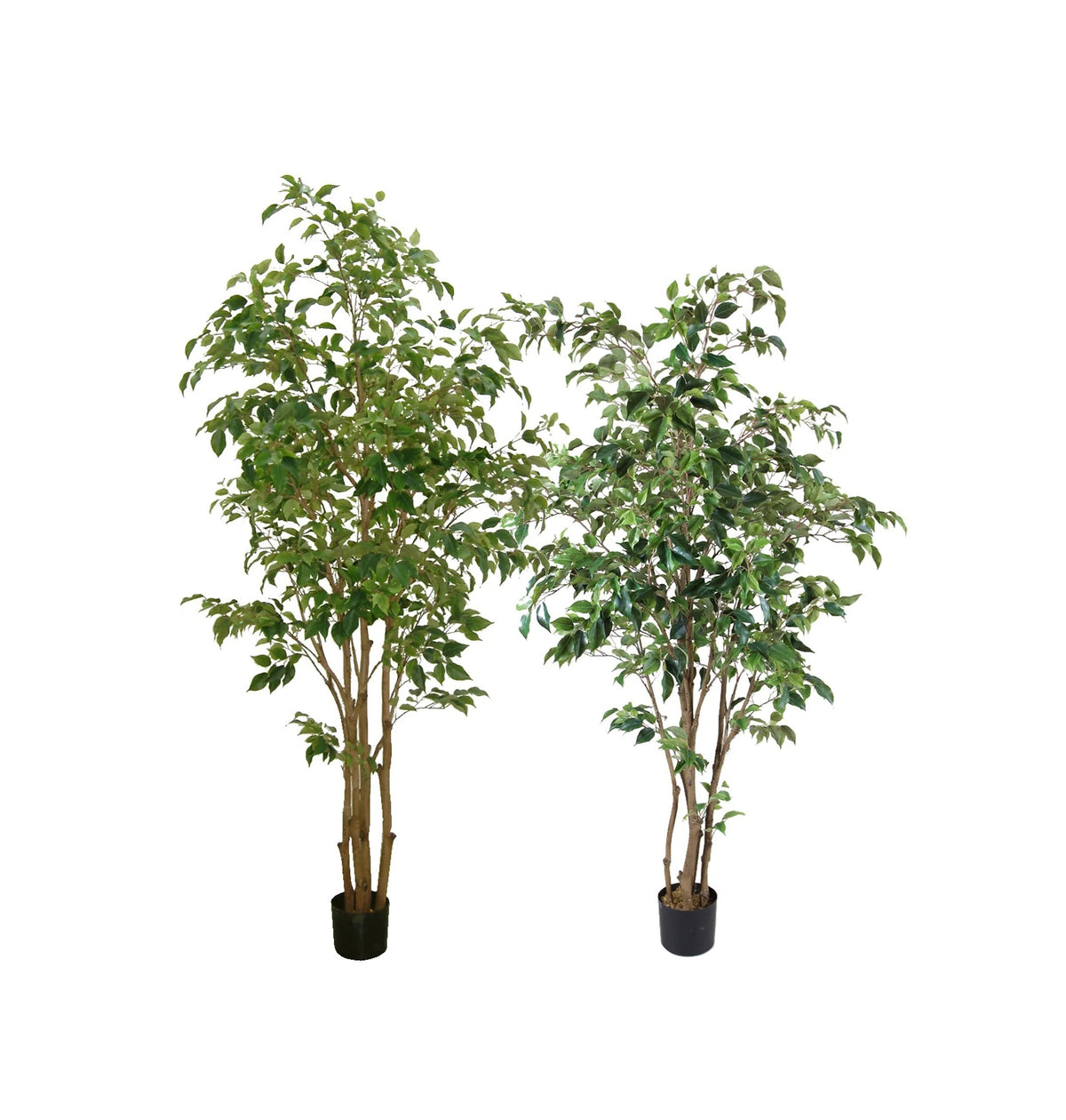 P1477- FICUS TREE
