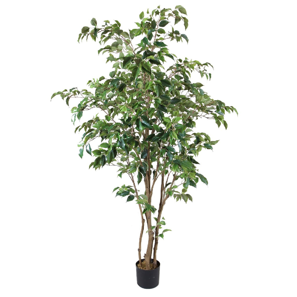 P1477- FICUS TREE