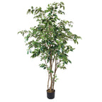 P1477- FICUS TREE