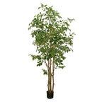 P1477- FICUS TREE
