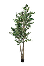 P1477A- FICUS TREE