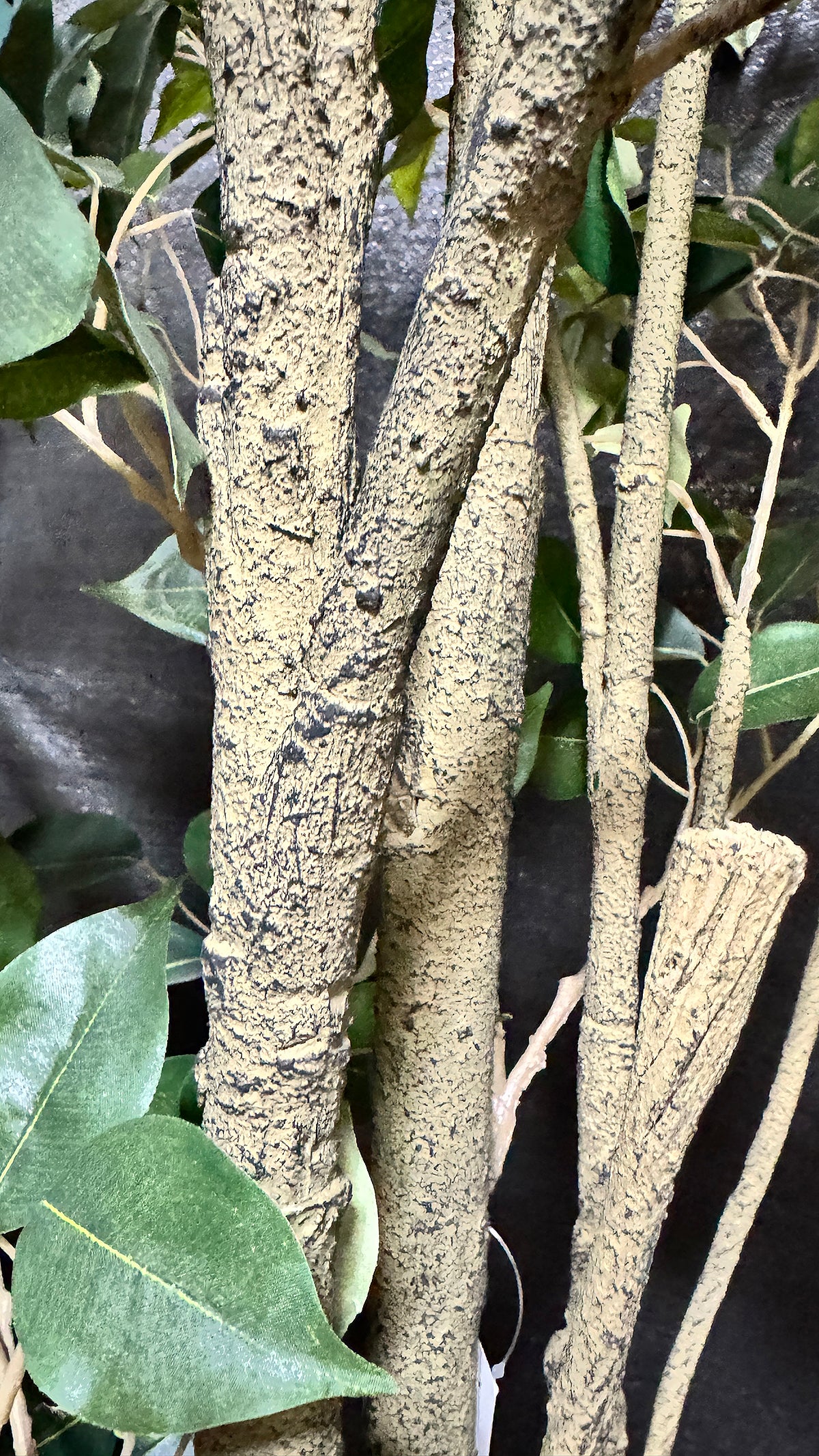 P1477- FICUS TREE
