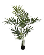 P1482-KENTIA PALM