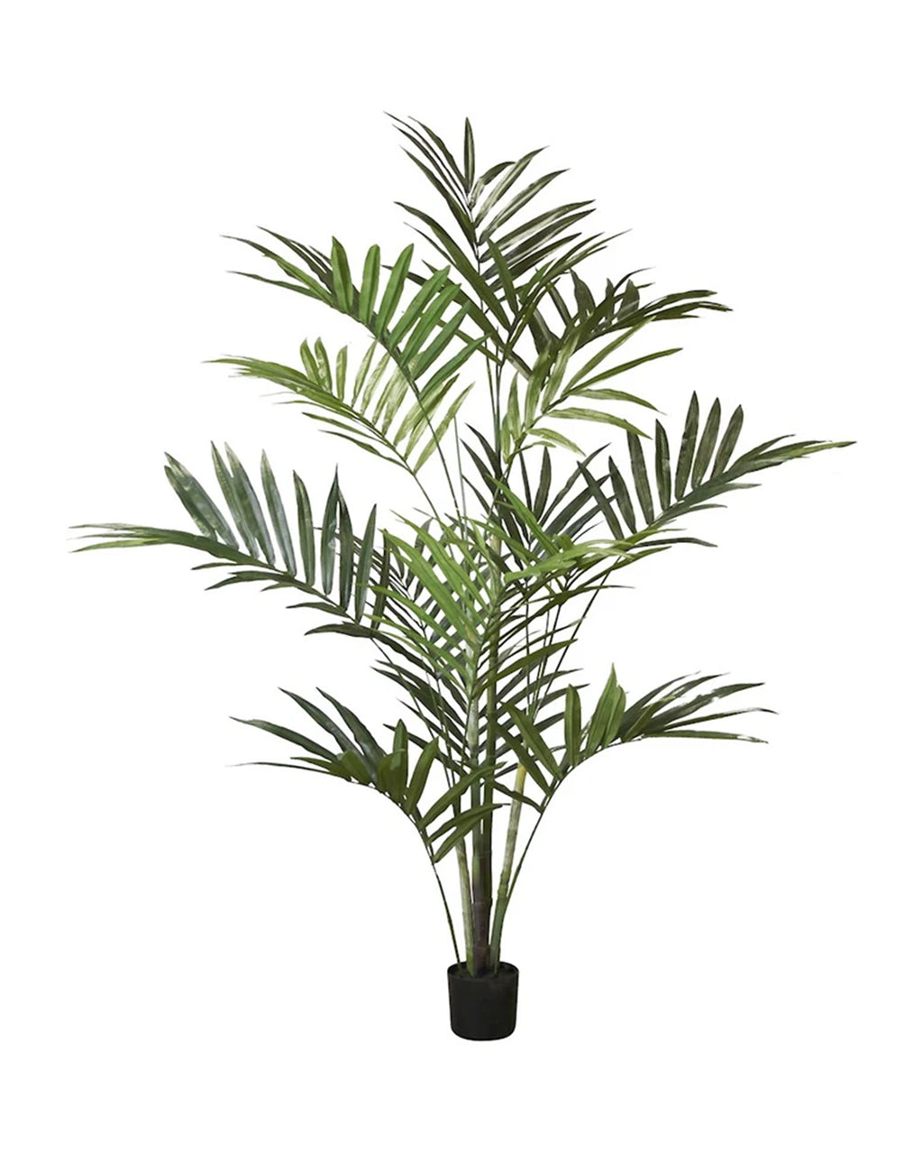 P1482-KENTIA PALM