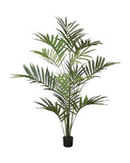 P1482-KENTIA PALM