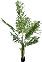P1484- NEW ARECA PALM