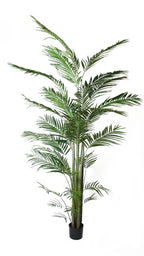 P1484- NEW ARECA PALM
