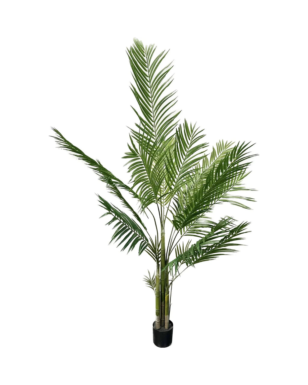 P1484- NEW ARECA PALM