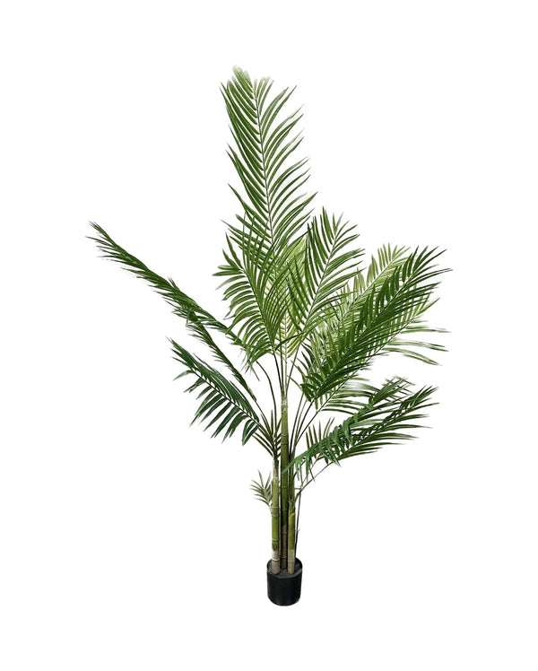 P1484- NEW ARECA PALM