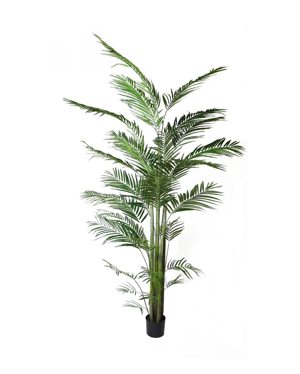 P1484- NEW ARECA PALM