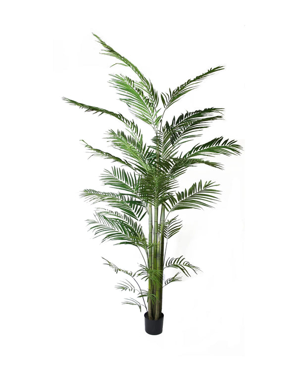 P1484- NEW ARECA PALM