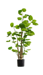 P1485-SILVER DOLLAR EUCALYPTUS TREE